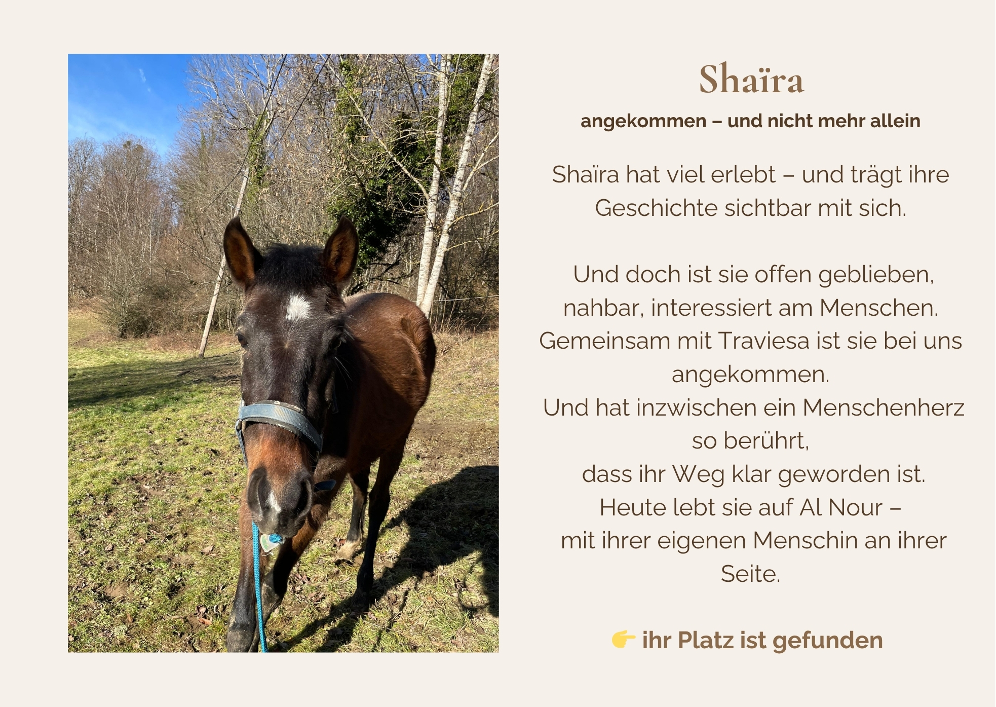 LAKOTA noch am Anfang ihres Weges Lakota gehört zu den Pferden, bei denen alles noch offen ist. Was sie mitbringt, ist Neugier – und dieses leise Vertrauen, das berührt. 👉 sucht aktuell Unterstüt
